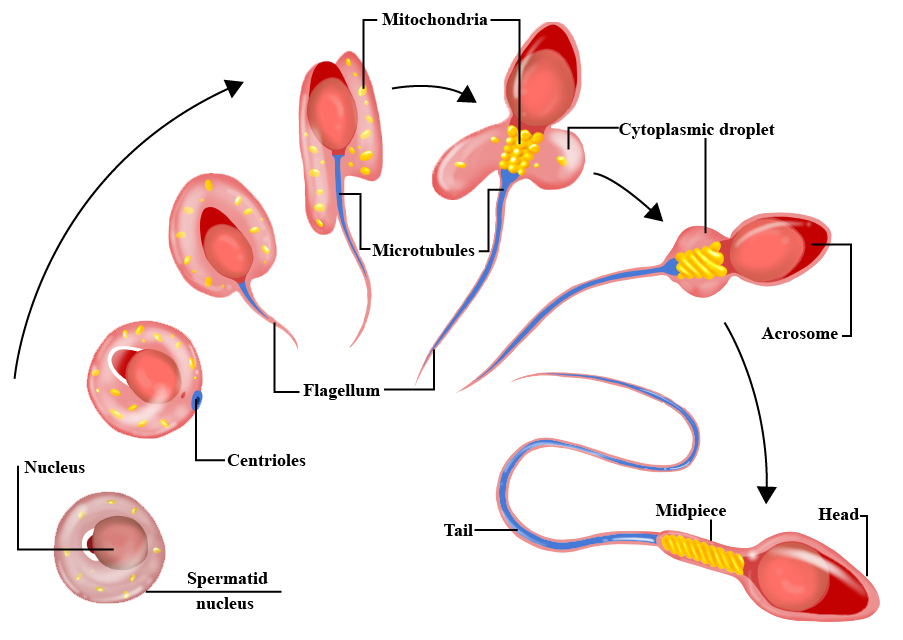 Dr Ellora